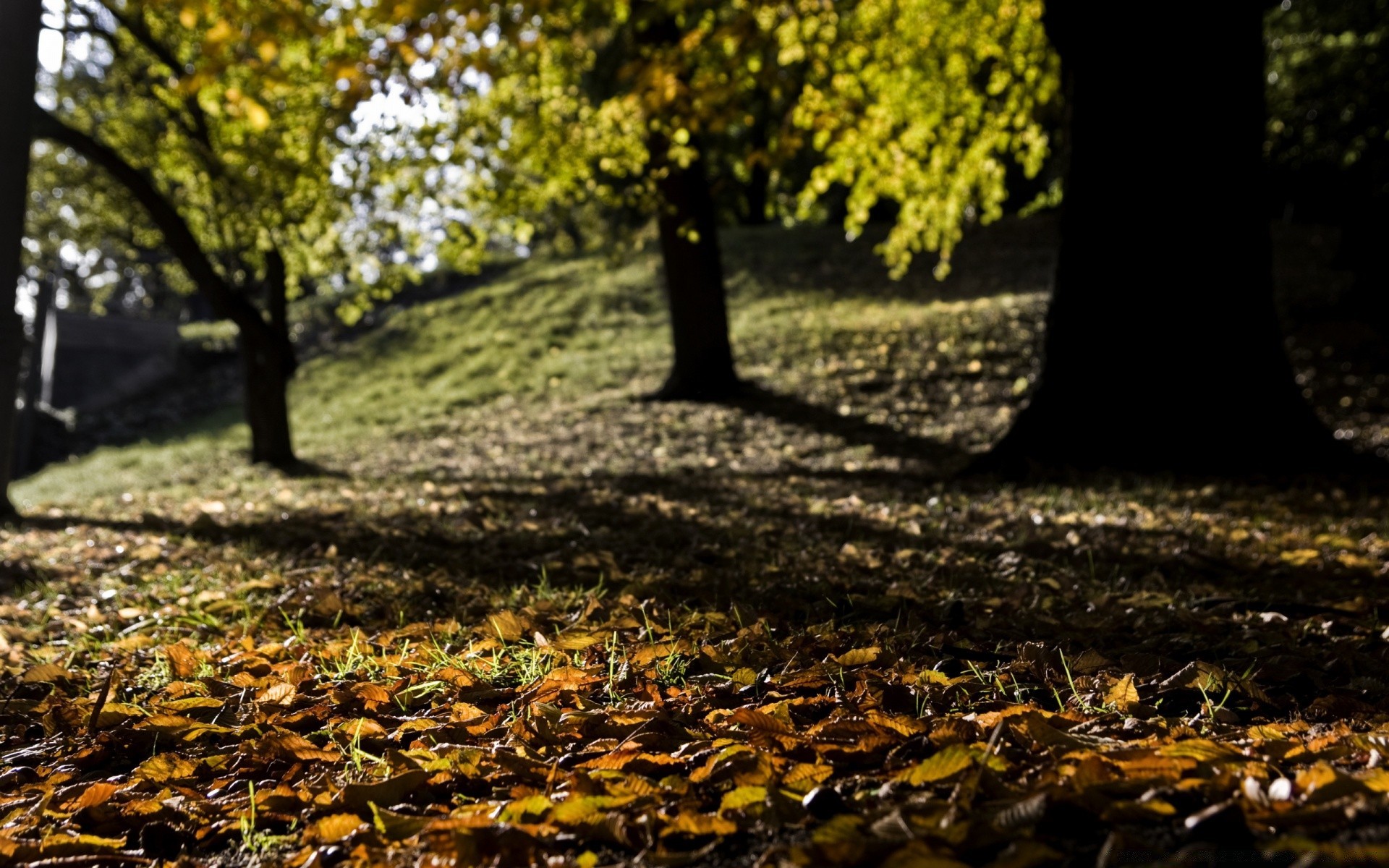 manzara ağaç yaprak sonbahar doğa park ahşap sezon açık havada manzara güzel hava şube akçaağaç altın flora patika güneş rehberlik ortamlar bahçe