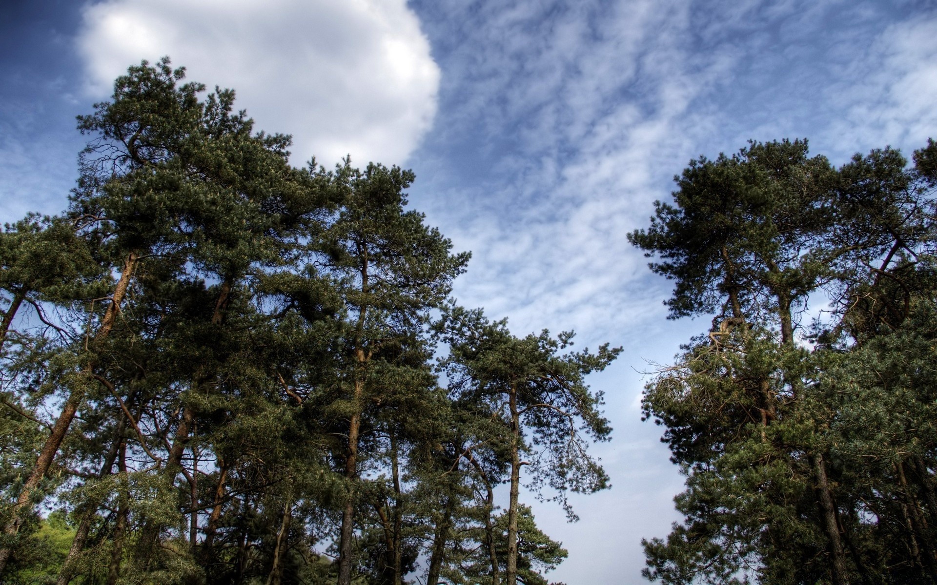 landscapes tree wood nature landscape pine outdoors conifer sky leaf evergreen branch environment park flora tall fair weather season summer