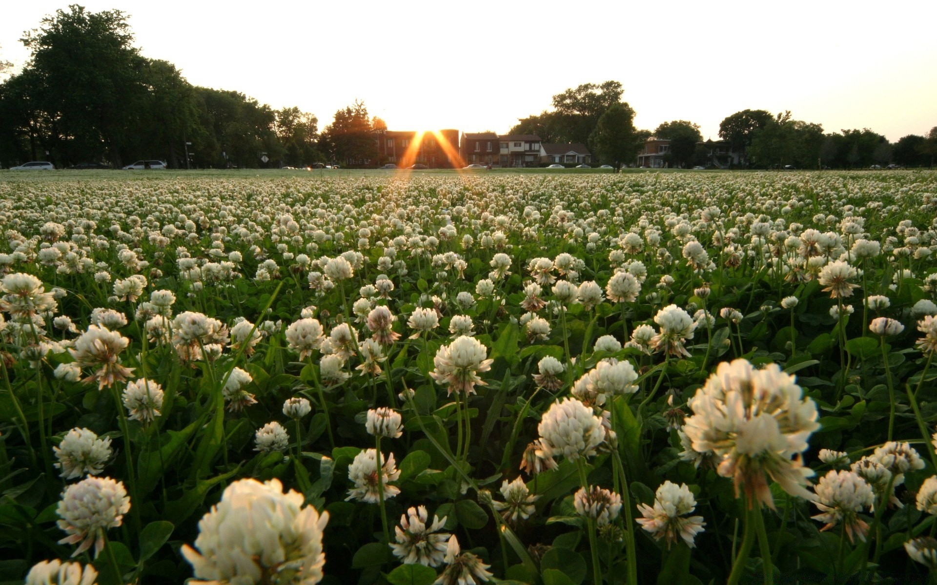 landschaft blume feld floral natur flora sommer heuhaufen blühen gras landwirtschaft im freien blütenblatt garten farbe blatt bauernhof