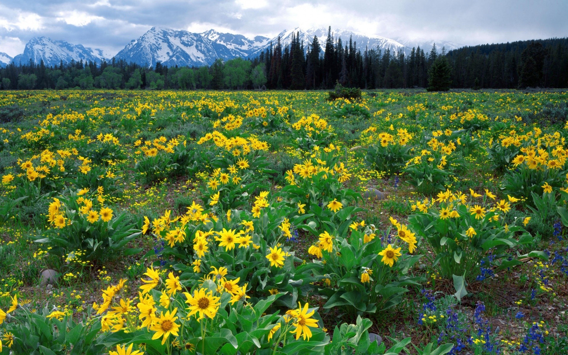 landscapes nature flower flora hayfield landscape summer field season outdoors leaf grass fair weather rural growth sunny