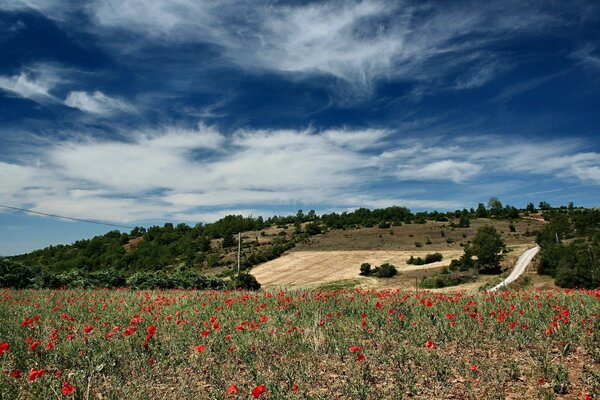 Campo di papaveri nei giorni estivi