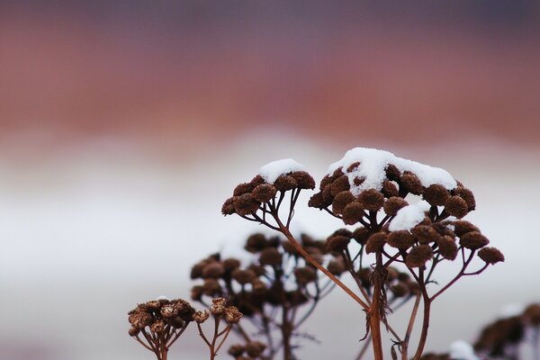 Pflanze im Schnee bei Sonnenaufgang