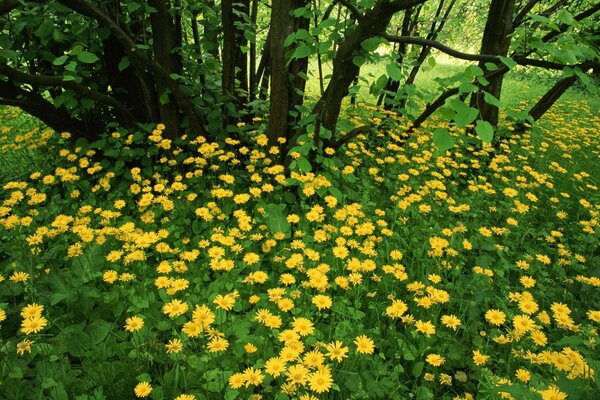 A glade of yellow flowers in the forest