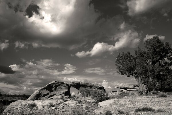 Monochrome image of a summer landscape