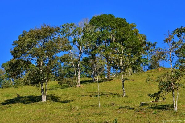 Arbres duveteux journée d été