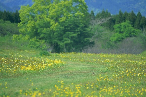 Campo rurale chic nella foresta