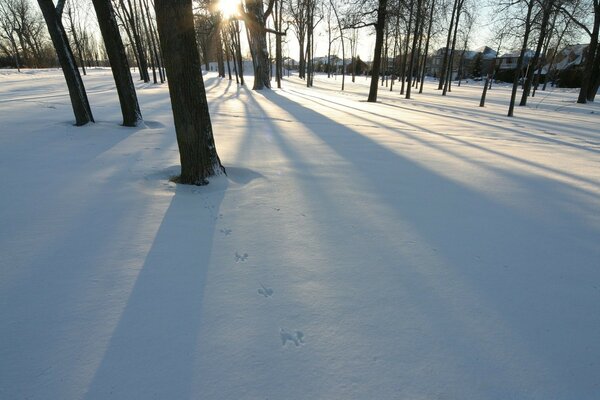 Paisaje de bosque de invierno frío