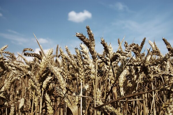 Mature ears of wheat under a blue sky