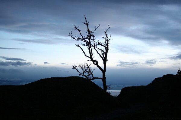 Árbol solitario seco contra el cielo nocturno