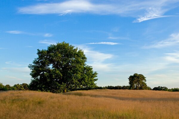 A lonely oak tree in the middle of the forest