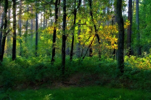 Waldlandschaft, Bäume und Sträucher