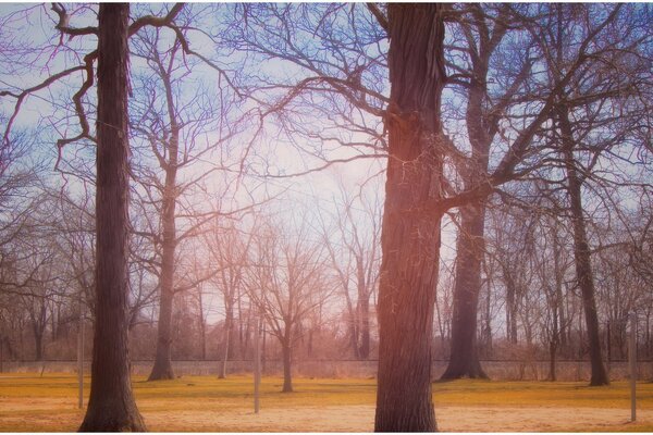 Beau paysage d arbres d automne