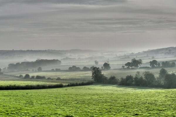 Arbres et champs sous le couvert du brouillard