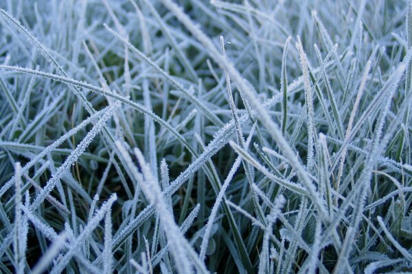 Herbe dans le givre le matin glacial