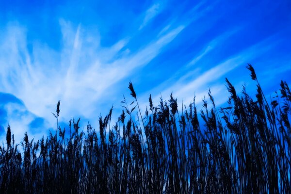 Tall grass against the sky