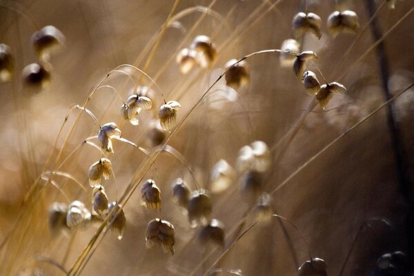 Blurred blades of grass in golden tones