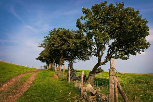 Landschaft auf Holz und Gras Hintergrund