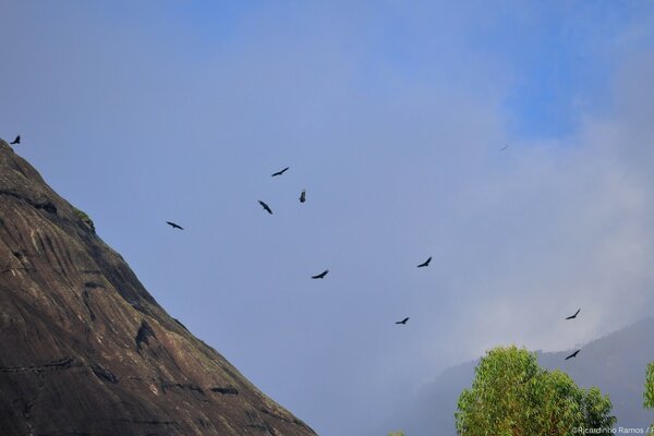 Birds are circling over the mountainside