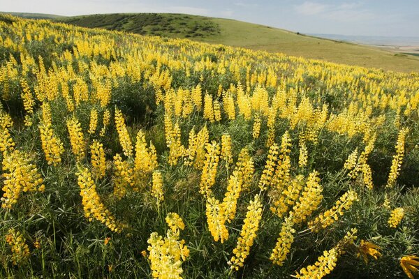 Paisaje de la naturaleza con flores amarillas