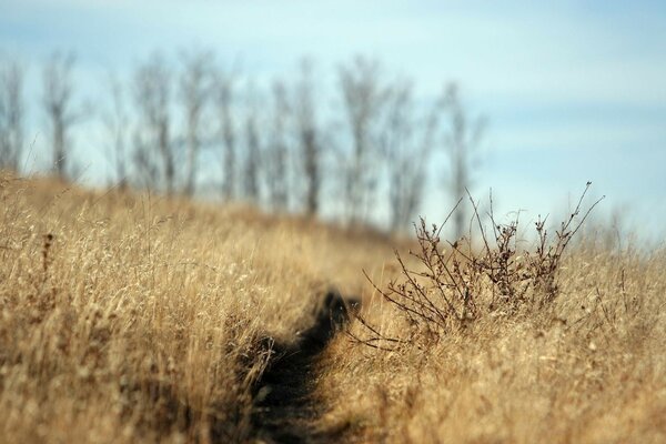 Field with defocused background