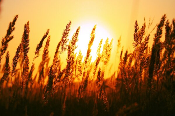 Espigas de trigo ao pôr do sol