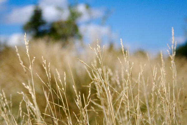 Landscape of dry grass on a blurry background