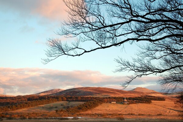 Bare tree and mounds on the background