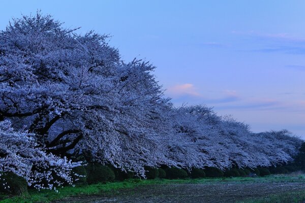 Bellissimi alberi e cielo