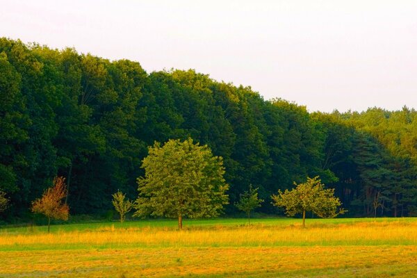 El color amarillo y verde de la naturaleza, se combina maravillosamente en el paisaje