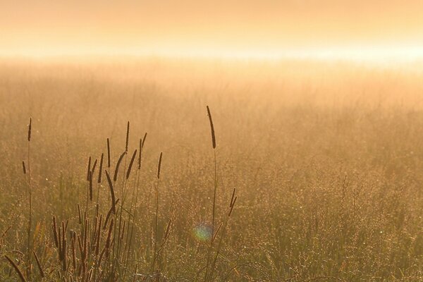 Una leggera foschia sul campo mattutino