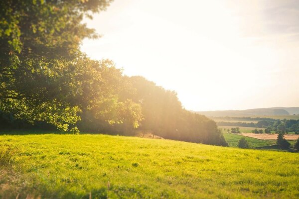 Helle Sonne am Himmel über der Wiese