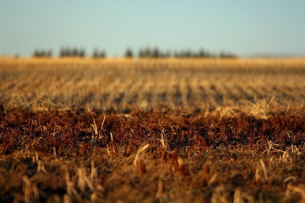 Agricultura e campos no outono