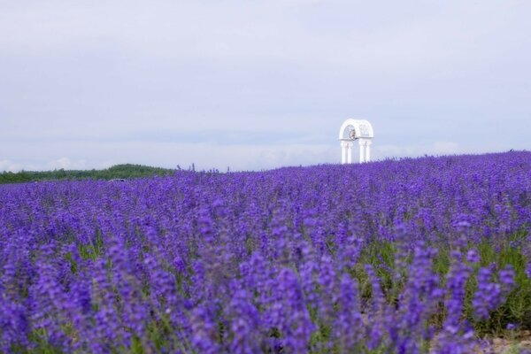 Bright landscape with flowers