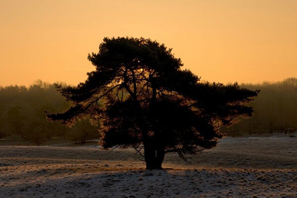 Landscape: a huge lonely tree in the dawn fog