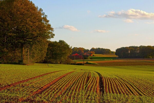 Landschaft der Landwirtschaft mit Landanbau