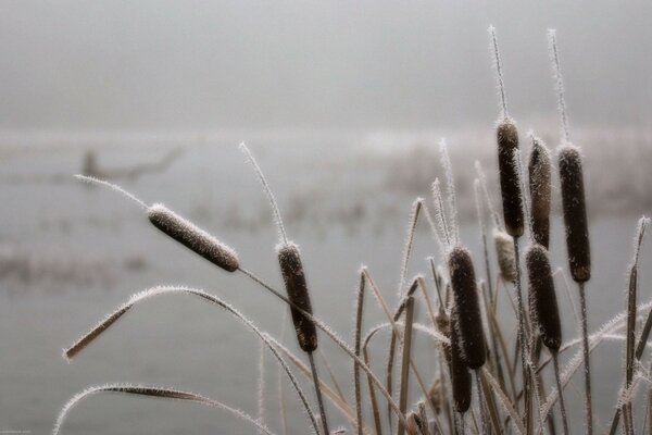 Reeds covered with morning frost