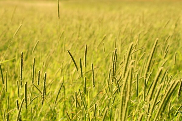 Goldenes Gras spießt sich auf dem Feld