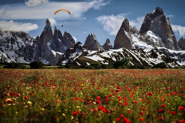 Le monde de la nature. Champ avec des fleurs sur fond de montagnes