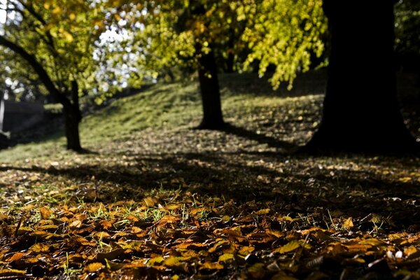 Herbstlaub auf dem Boden