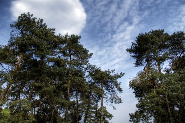 Pinos de barco contra el cielo azul