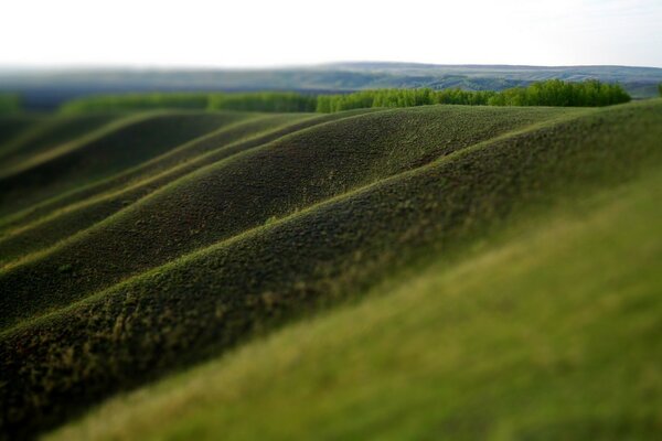 Green grass on the entire surface of the earth