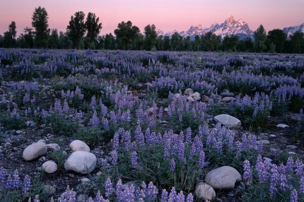 Landschaft Lichtung blaue Blumen Steine Berge