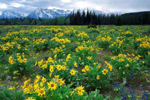 Gelbe Blumenlichtung in der Nähe der Berge