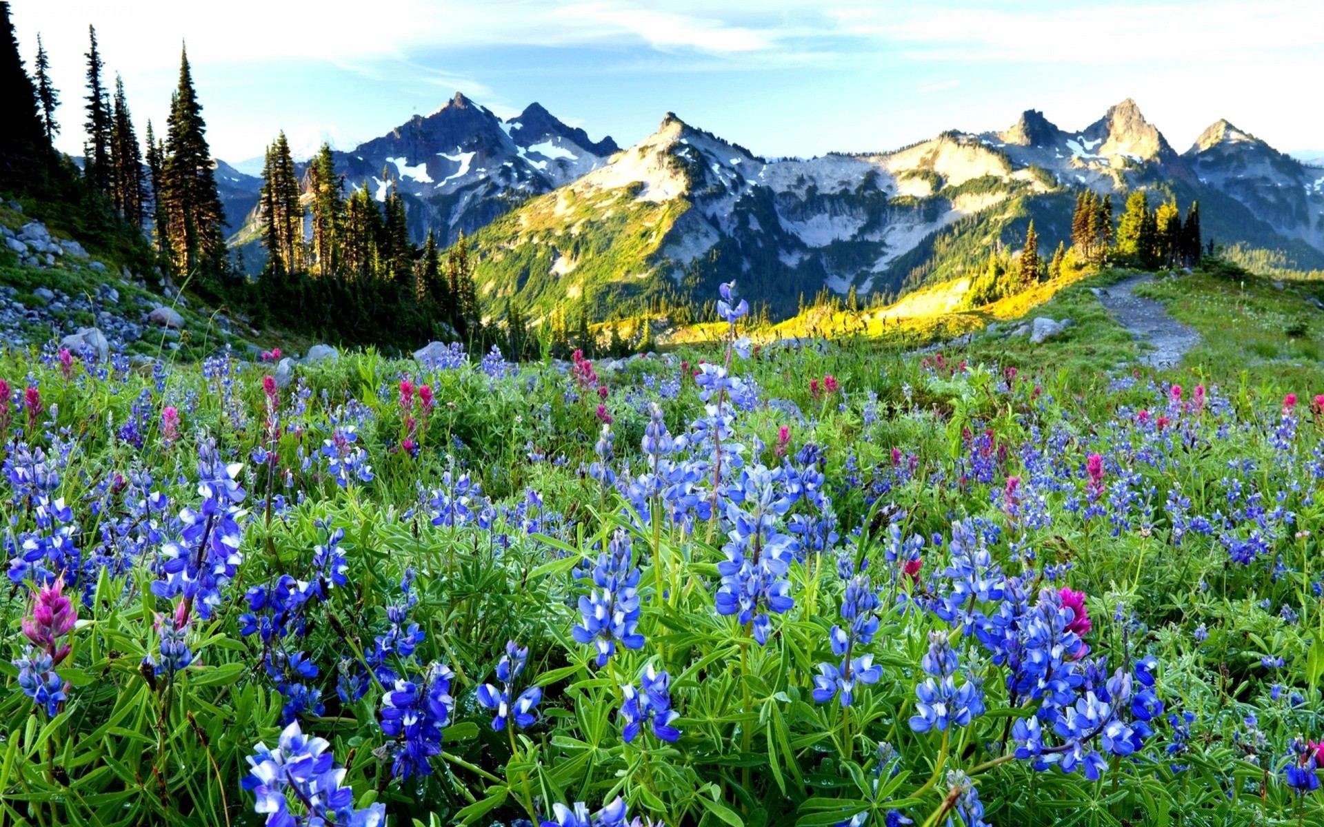 mountains lupine nature hayfield mountain flower outdoors wildflower landscape summer flora season grass rural uncultivated scenic field