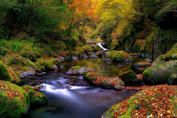 Fabulous views of the autumn forest river