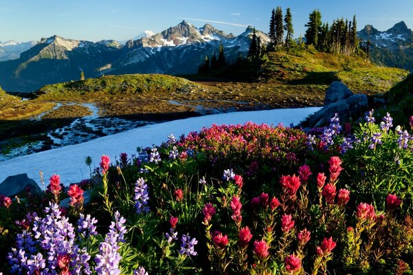 Beautiful flowers by the mountain river