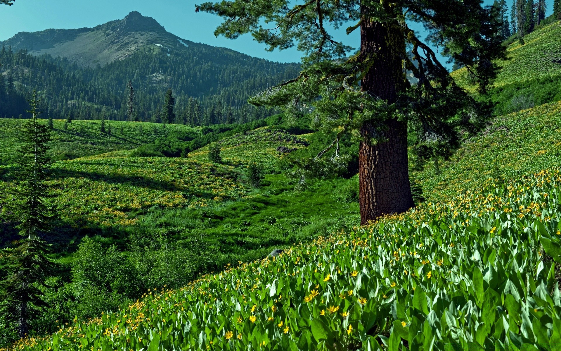 montagna paesaggio natura albero legno scenic montagna flora all aperto fiore foglia estate ambiente spettacolo collina