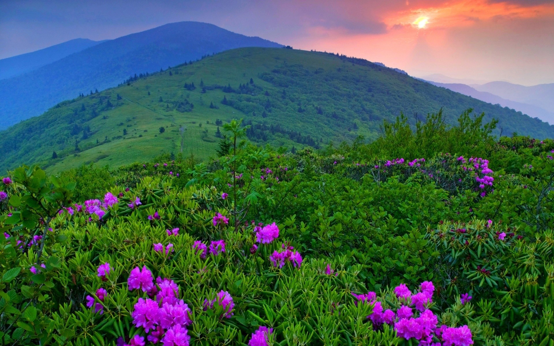 montagna natura paesaggio fieno all aperto montagna estate erba campo fiore flora spettacolo ambiente bel tempo rurale scenico