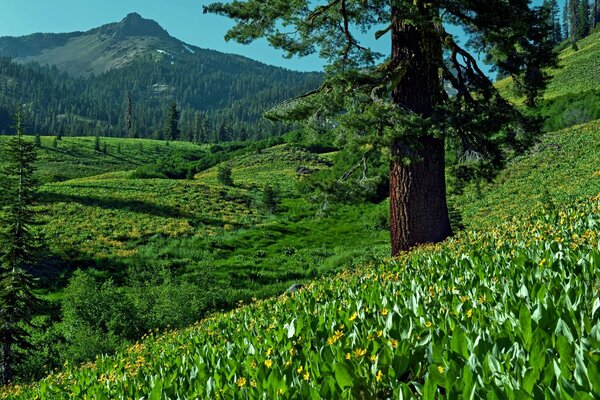 Paisaje con montañas de árboles y campos