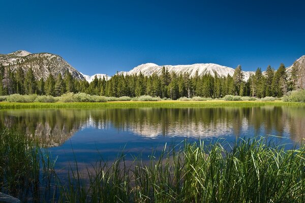 Mountain and forest view across the river with reflection